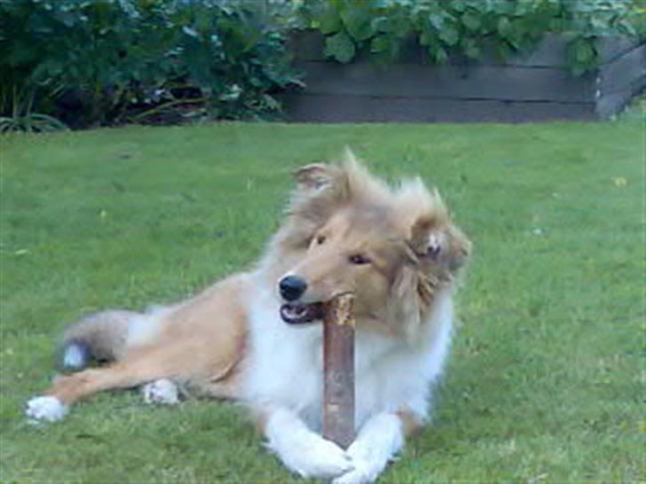 Collie langhåret Molly billede 3