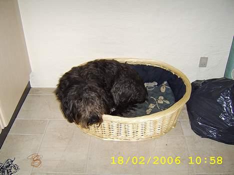 Blanding af racer bella - min dejlige hund bella billede 1