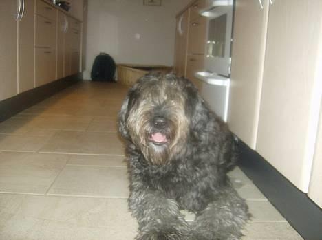 Blanding af racer bella billede 2