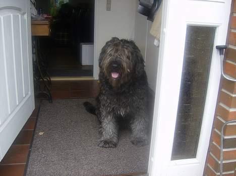 Blanding af racer bella billede 3