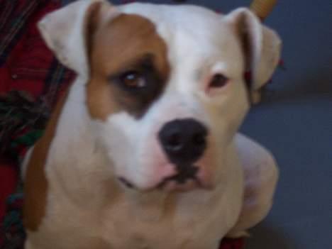 Amerikansk staffordshire terrier R.I.P Fibse... Love U billede 1