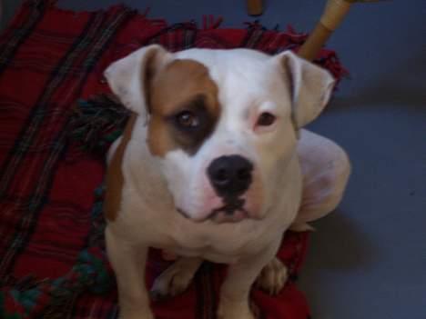 Amerikansk staffordshire terrier R.I.P Fibse... Love U billede 2