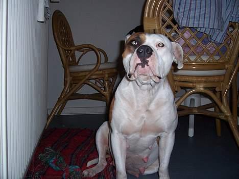 Amerikansk staffordshire terrier R.I.P Fibse... Love U - smukke tøs... billede 3