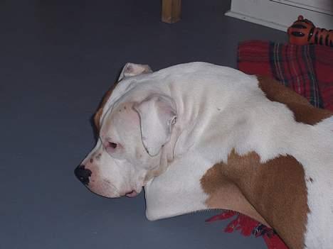 Amerikansk staffordshire terrier R.I.P Fibse... Love U - Smut nu... billede 4