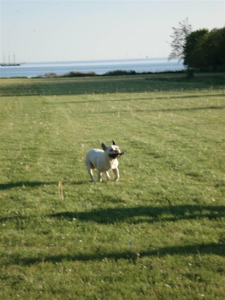 Fransk bulldog Neo - Kom så Tempo, skal vi ikke lege?  billede 14