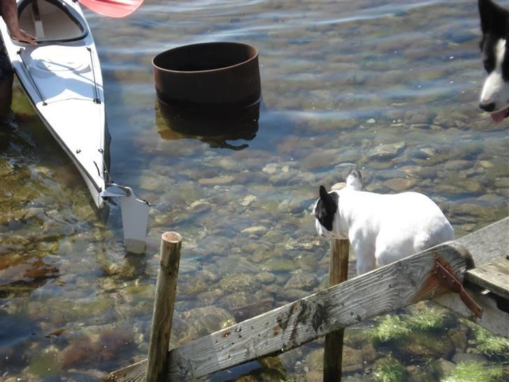 Fransk bulldog Neo - Så går jeg altså ikke længere ned, ro i bare afsted! billede 15