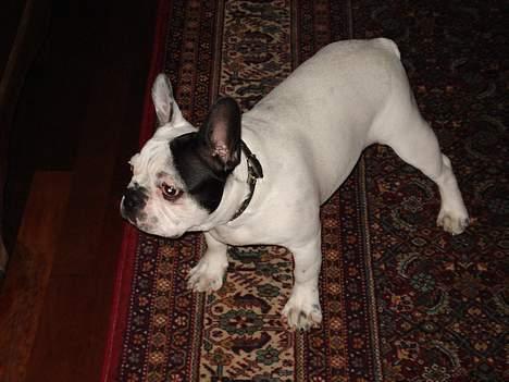 Fransk bulldog Neo billede 16