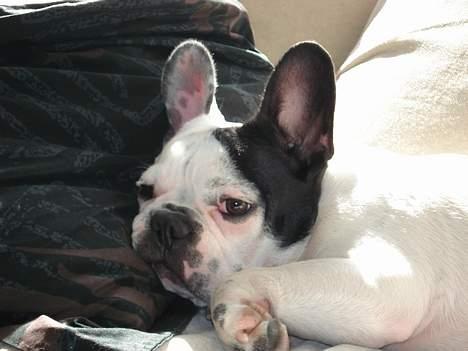 Fransk bulldog Neo billede 17