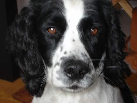 Field Trial spaniel Joey - Joey 4½ år billede 1