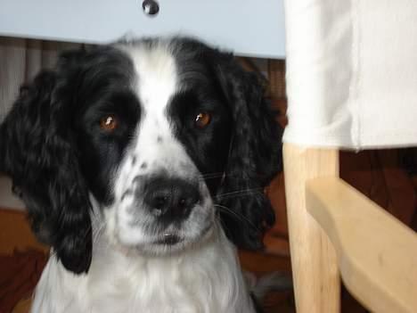 Field Trial spaniel Joey - Her er atter et billede af vores dejlige Joey billede 2