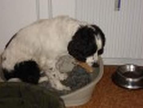 Field Trial spaniel Joey - Joey bliver passet hos "storesøster", hvor han bliver forkælet med tyggeben som han elsker billede 3