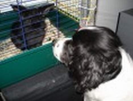 Field Trial spaniel Joey - Joey passer på Luna billede 4