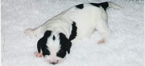 Field Trial spaniel Joey - Joey 1 uge gammel billede 5