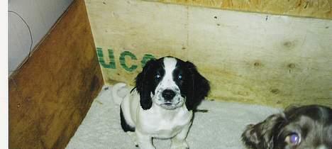 Field Trial spaniel Joey - Joey 3 mdr. billede 6