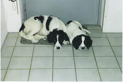 Field Trial spaniel Joey - Joey med Mor Fine billede 7