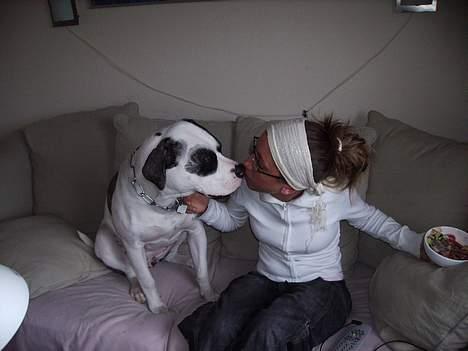 Amerikansk bulldog Aicha billede 12