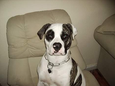 Amerikansk bulldog Aicha billede 13