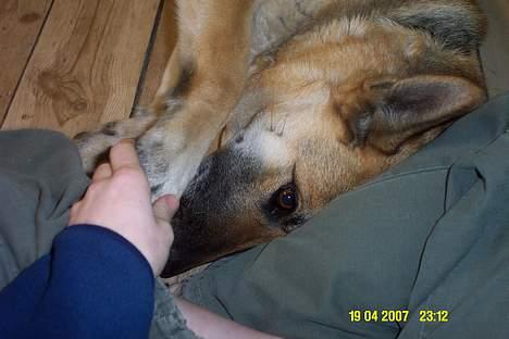 Schæferhund Achalia *DØD* - her nuller jeg lidt med mor.. Hjælper altid at lægge hovedet i skødet og så gøre sig lidt til billede 9