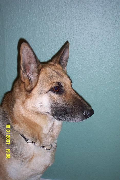 Schæferhund Achalia *DØD* - Sagde du hundekiks.. ?? billede 10