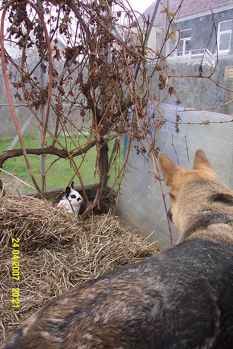 Schæferhund Achalia *DØD* - See så fin jeg ligger mor billede 11