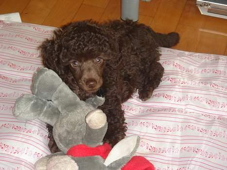 Dværgpuddel Zia - zia og bamse på tæppet billede 6