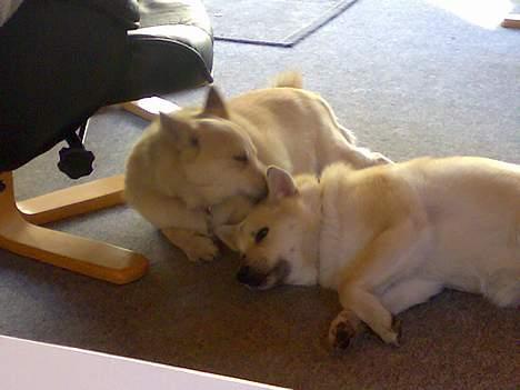 Norsk buhund Bufas billede 8