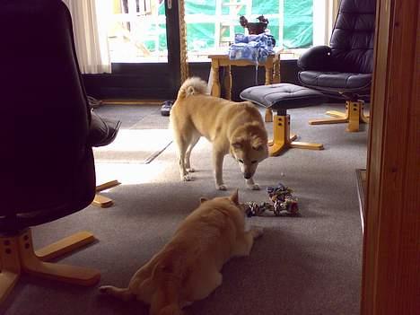 Norsk buhund Bufas - Sån kan han stå og vente i flere minuter på at hun går fra sit "ben" billede 9