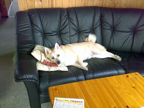 Norsk buhund Bufas billede 10