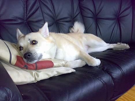 Norsk buhund Bufas billede 11