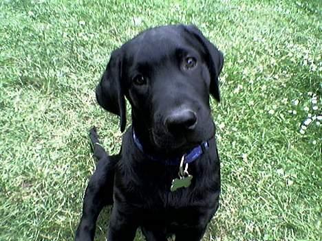 Labrador retriever Gilbert billede 1