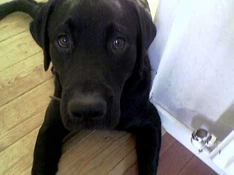 Labrador retriever Gilbert billede 2