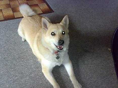 Norsk buhund Sussi billede 8