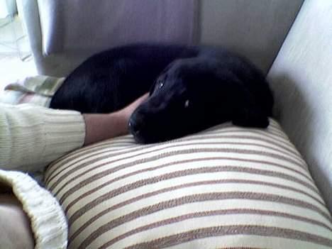 Labrador retriever Gilbert billede 3