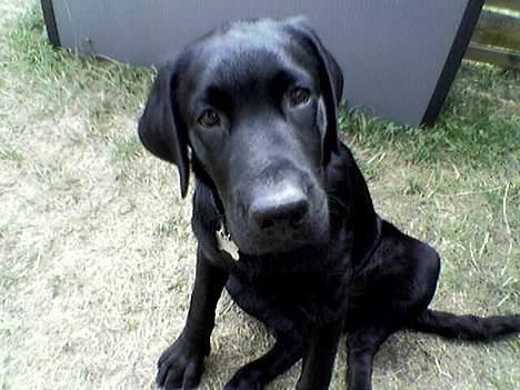 Labrador retriever Gilbert billede 4