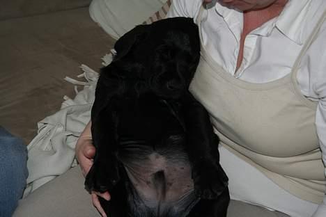 Labrador retriever Gilbert billede 5