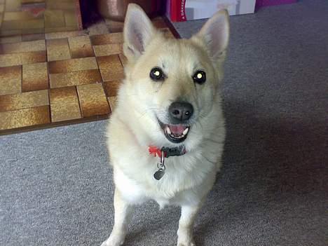 Norsk buhund Sussi billede 9