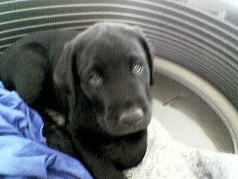 Labrador retriever Gilbert billede 6