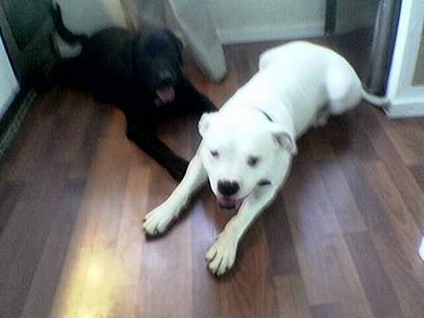 Labrador retriever Gilbert - Gilbert og Aishia billede 7