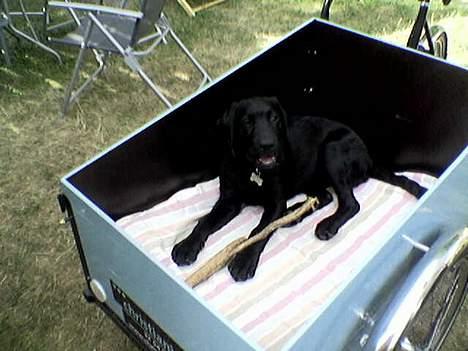 Labrador retriever Gilbert billede 8