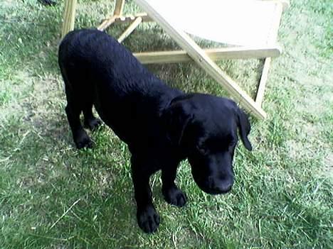 Labrador retriever Gilbert billede 9