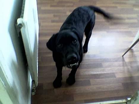 Labrador retriever Gilbert billede 10