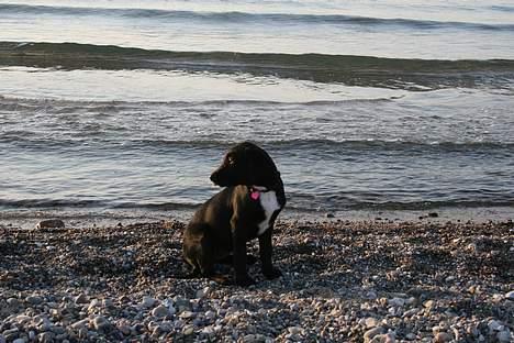 Blanding af racer Rosa billede 6