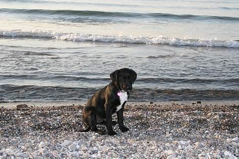 Blanding af racer Rosa billede 7