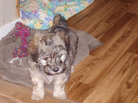 Bichon havanais Jabir´s Danés Batisto - Ligger lige og slapper af billede 1