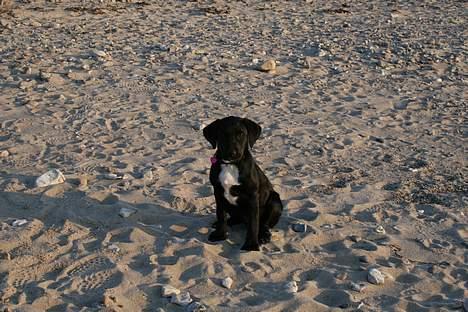 Blanding af racer Rosa billede 8