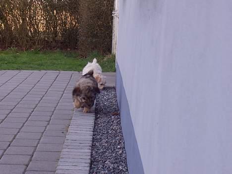 Bichon havanais Jabir´s Danés Batisto - Her øver jeg mig i at gå lige billede 2