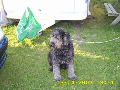 Blanding af racer bella billede 4