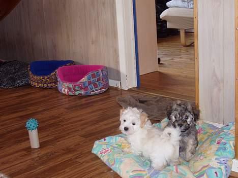Bichon havanais Jabir´s Danés Batisto - Her er jeg og min legekammerat lige kommede hjem til mig billede 3
