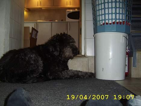 Blanding af racer bella billede 5