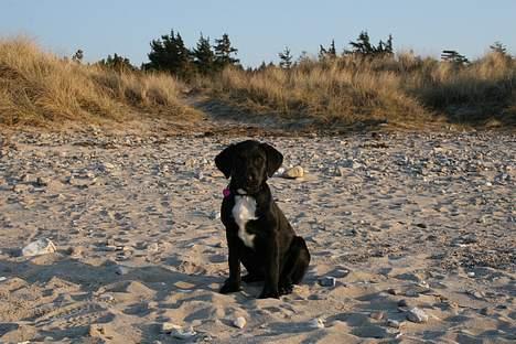 Blanding af racer Rosa billede 9